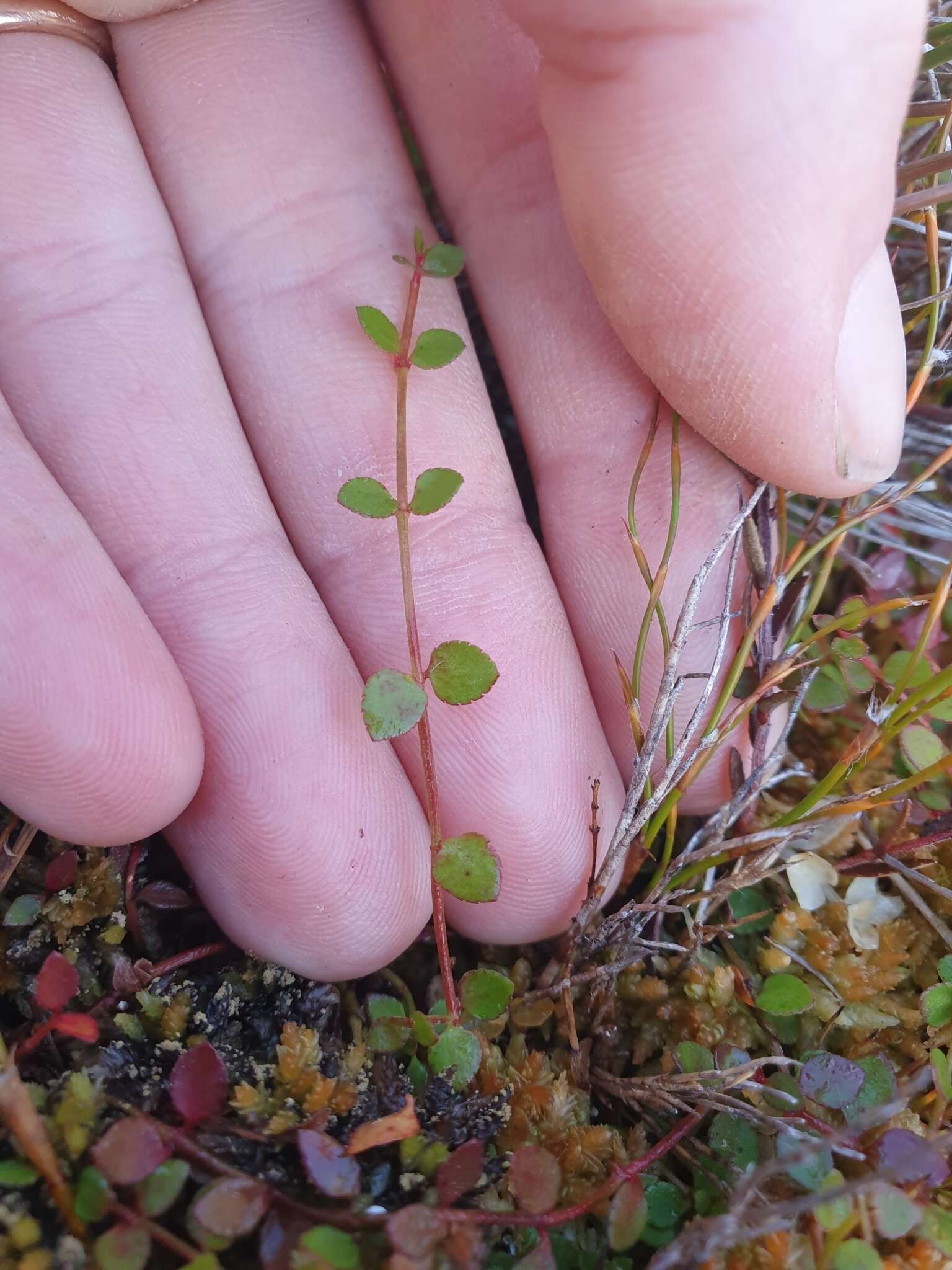 Image of Gonocarpus micranthus Thunb.