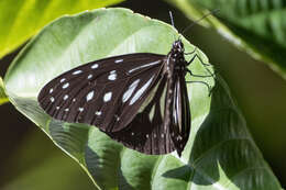 Image of Ideopsis juventa curtisi (Moore 1883)