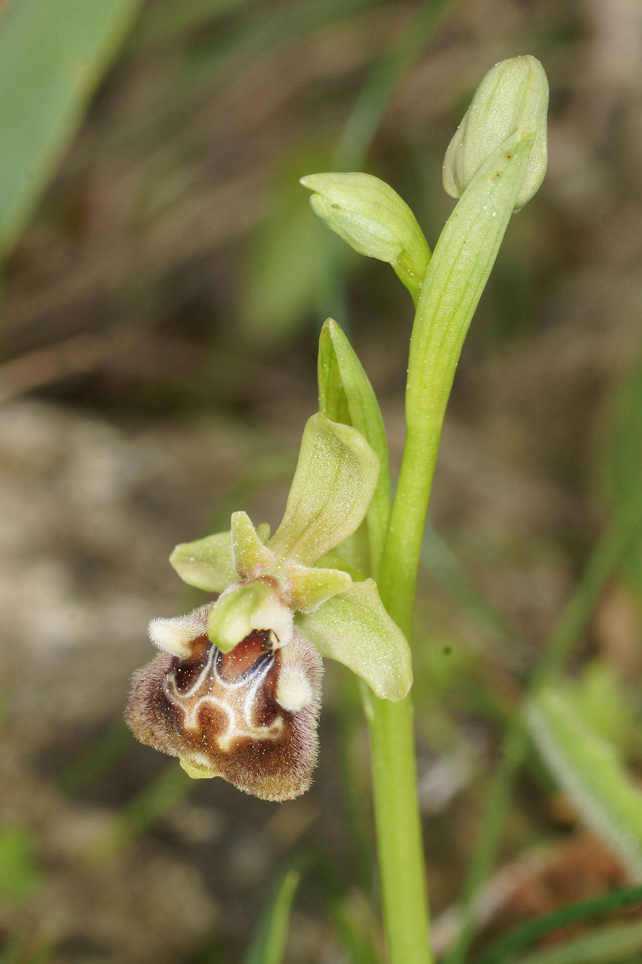 Image of Ophrys fuciflora subsp. pallidiconi Faurh.