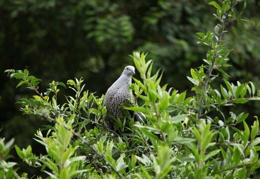 Image of Speckled Wood Pigeon