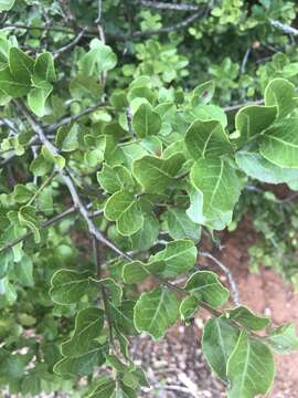 Image of Mystroxylon aethiopicum subsp. aethiopicum