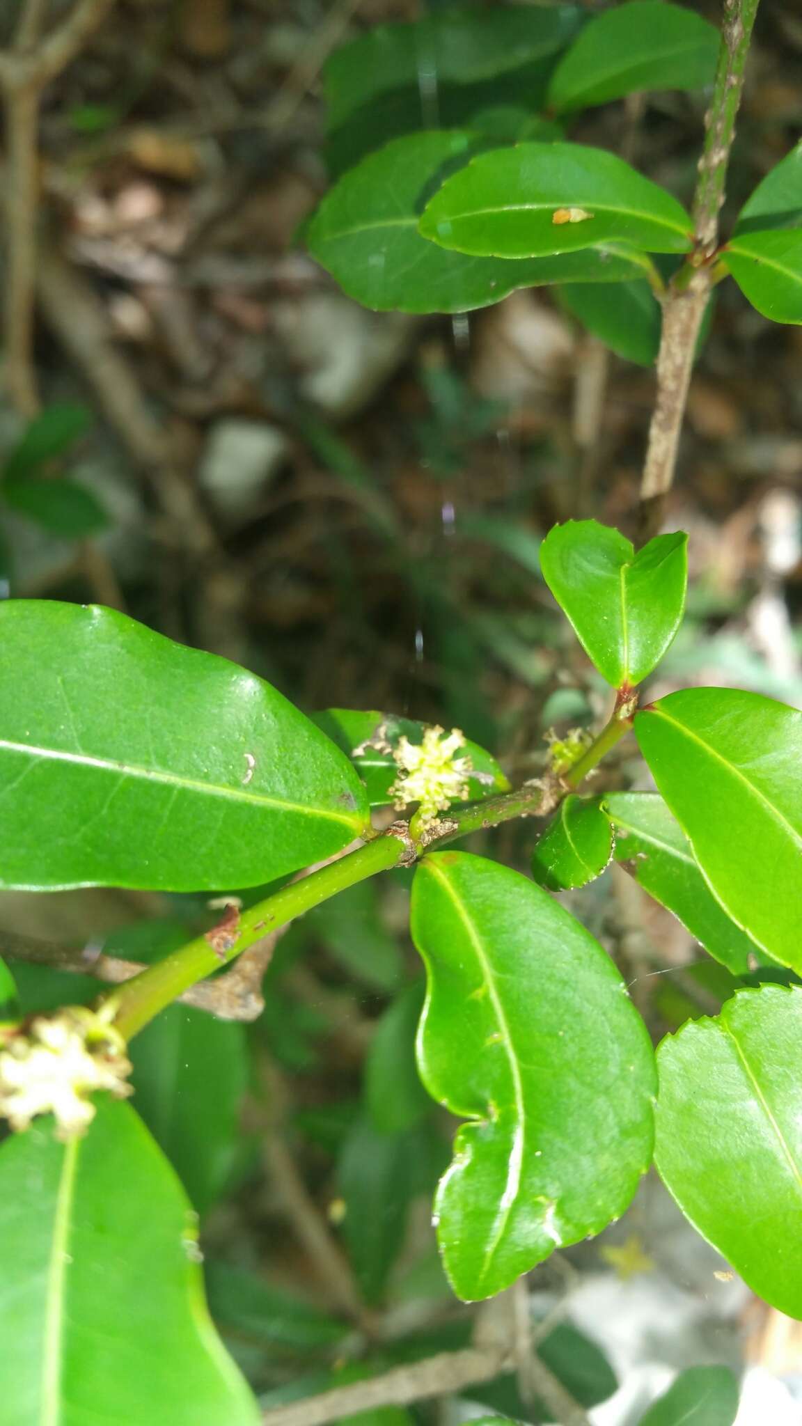 Sivun Excoecaria madagascariensis (Baill.) Müll. Arg. kuva