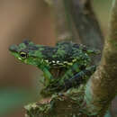 Image of Folohy Madagascar Frog