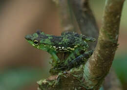 Image de Mantidactylus argenteus Methuen 1920