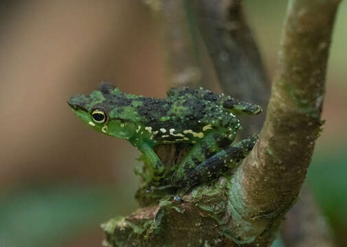 Image de Mantidactylus argenteus Methuen 1920