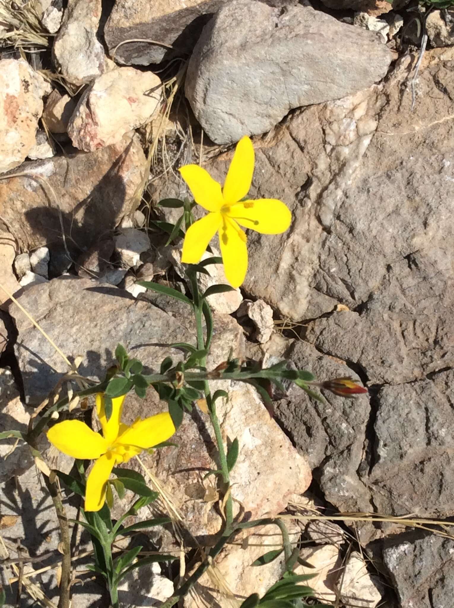 Plancia ëd Menodora scabra Engelm. ex A. Gray