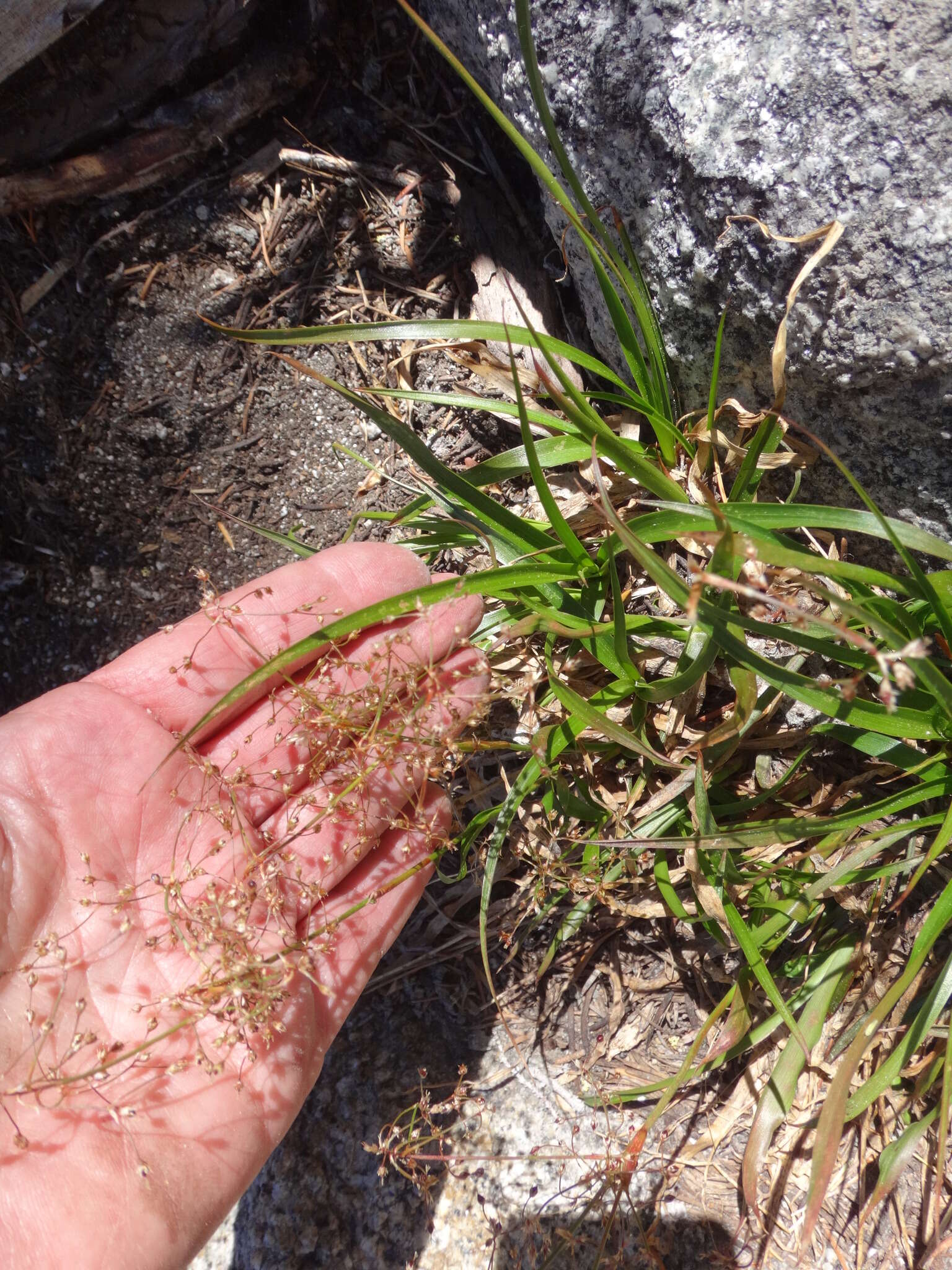 Image of forked woodrush