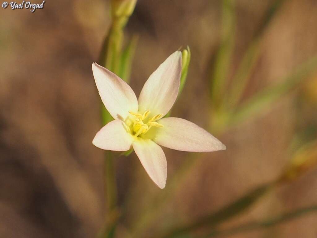 Image of Yellow centaury