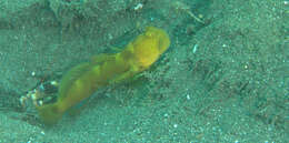 Image of Y-bar shrimp goby