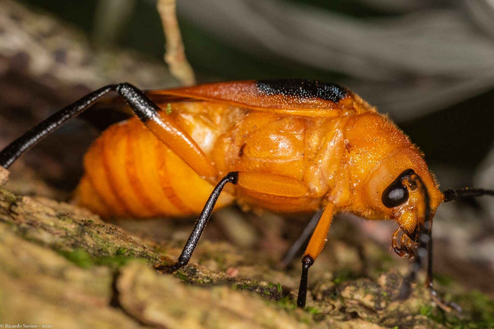 Image of Myzomorphus quadripunctatus (Gray 1831)