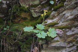 Image of Roldana platanifolia (Benth.) H. Rob. & Brettell