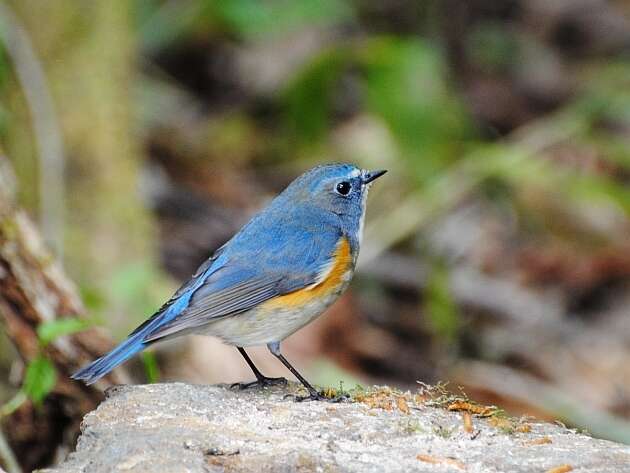 Image of Orange-flanked Bush-Robin