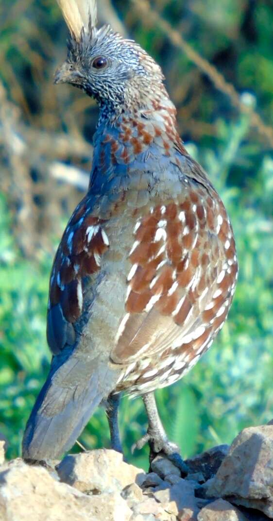 Image of Elegant Quail