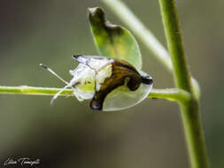 Слика од Deloyala cruciata (Linnaeus 1758)