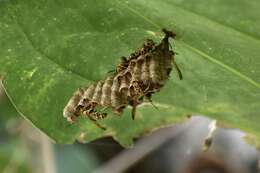 Image de Polistes cubensis Lepeletier 1836