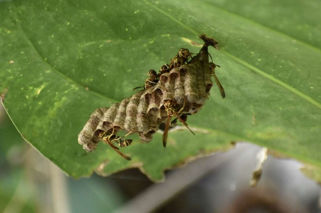 Image de Polistes cubensis Lepeletier 1836