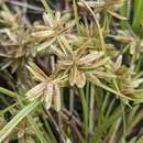 صورة Cyperus hamulosus M. Bieb.