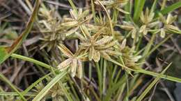 صورة Cyperus hamulosus M. Bieb.