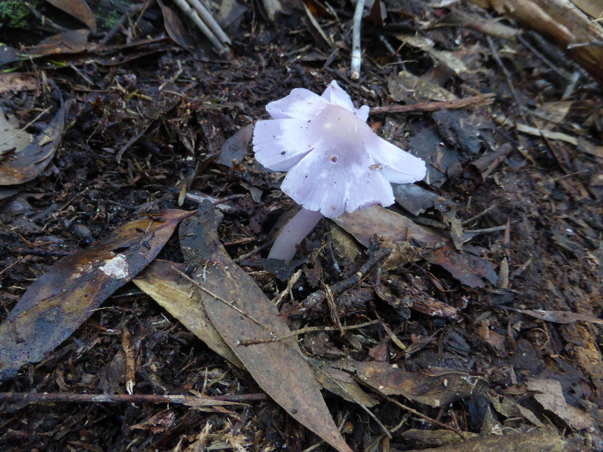 Sivun Porpolomopsis lewelliniae (Kalchbr.) Lodge, Padamsee & S. A. Cantrell 2013 kuva