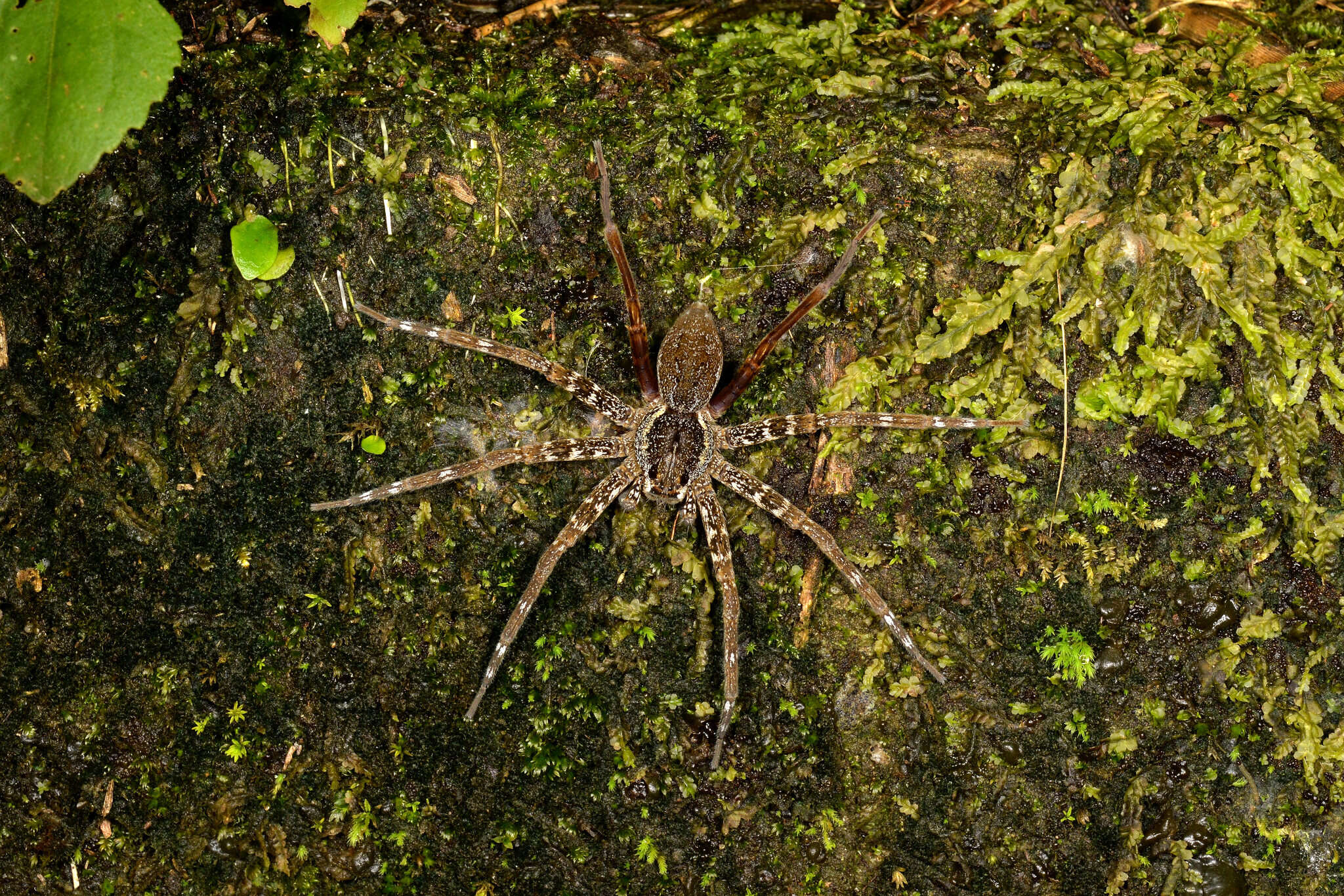 صورة Dolomedes raptor Bösenberg & Strand 1906