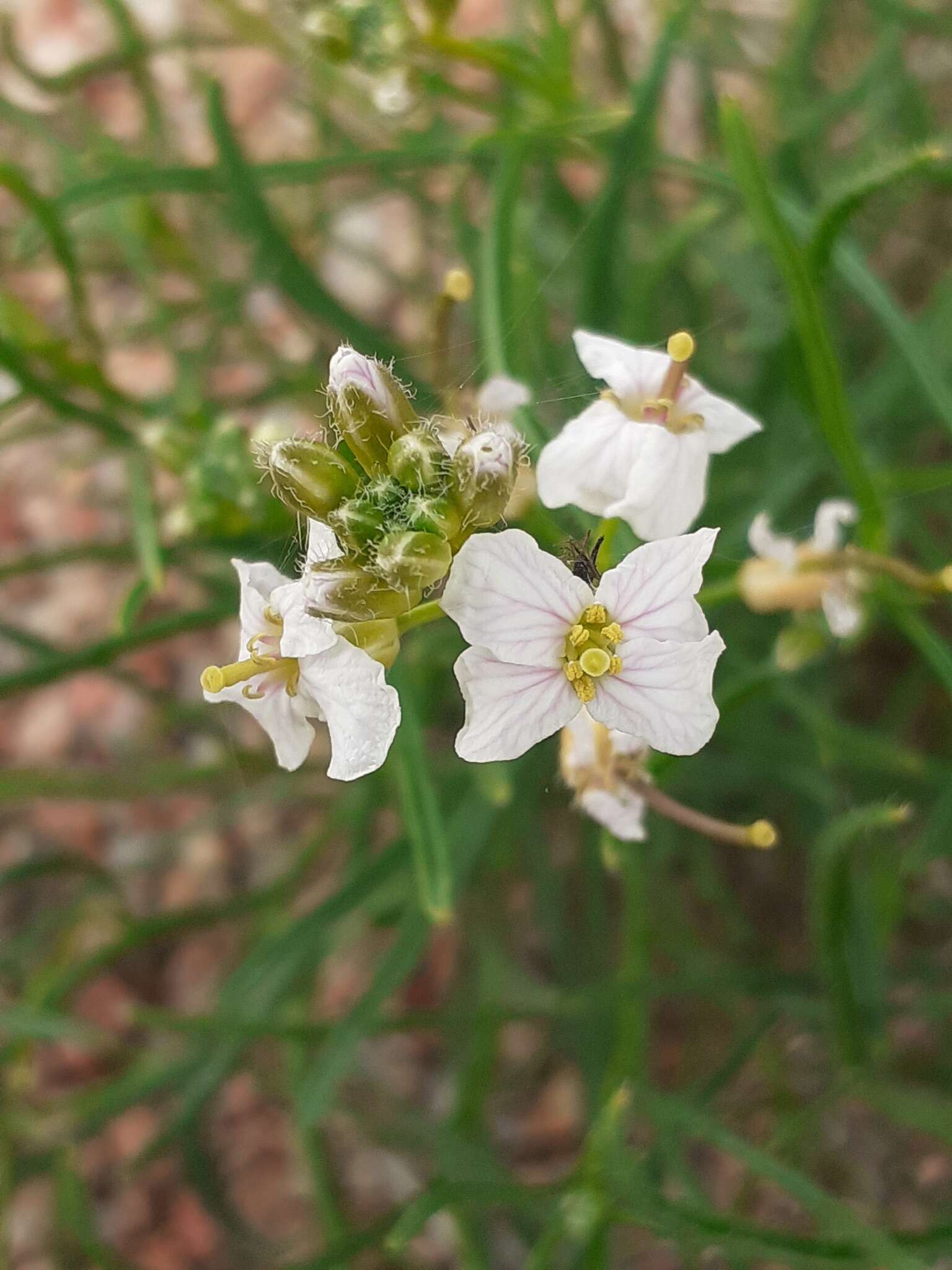 Dontostemon integrifolius (L.) Ledeb.的圖片