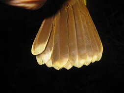 Image of Yellow-bellied Bulbul