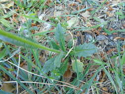 Image of Biscutella didyma L.