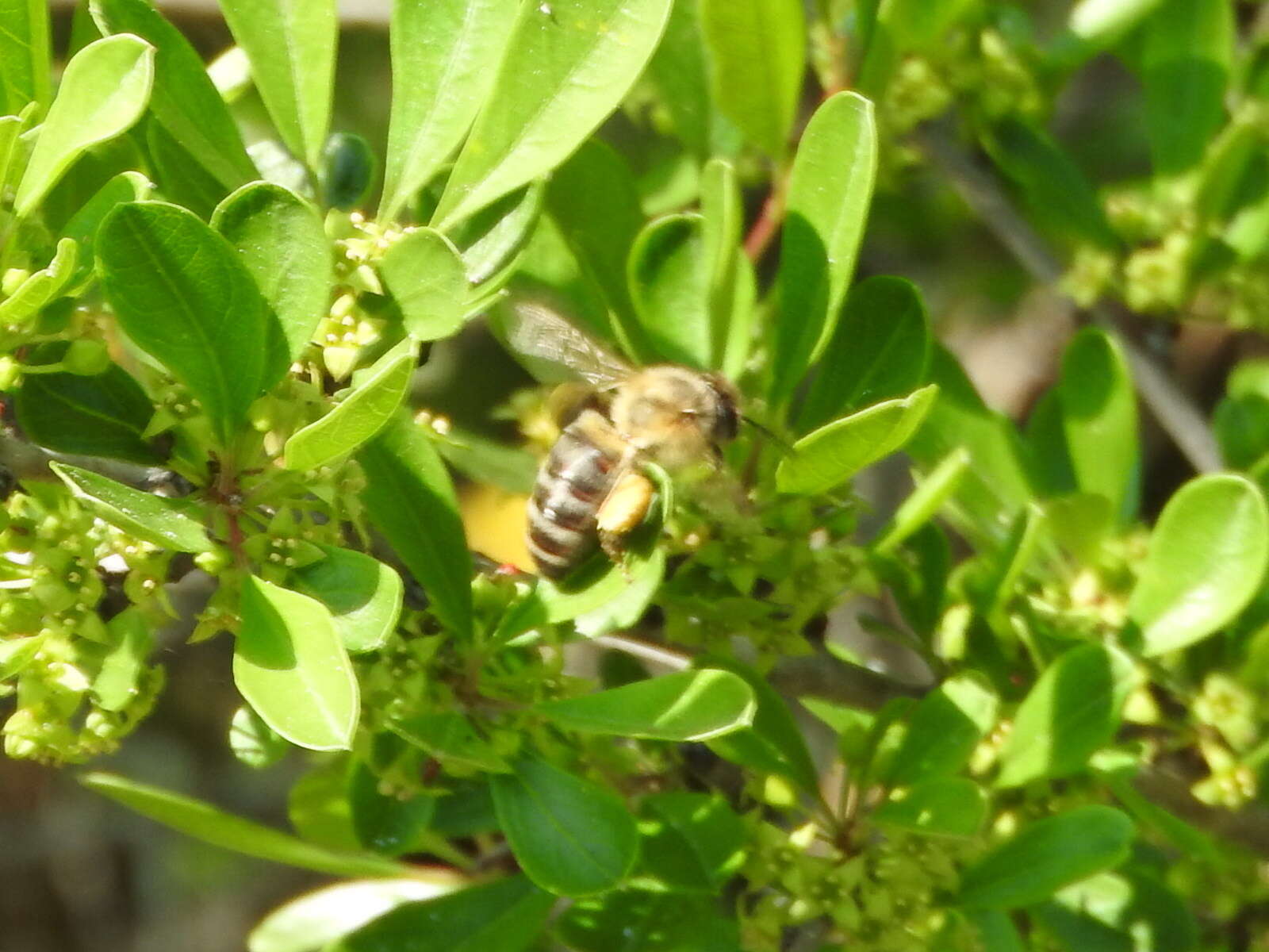 Image of Apis mellifera iberiensis Engel 1999