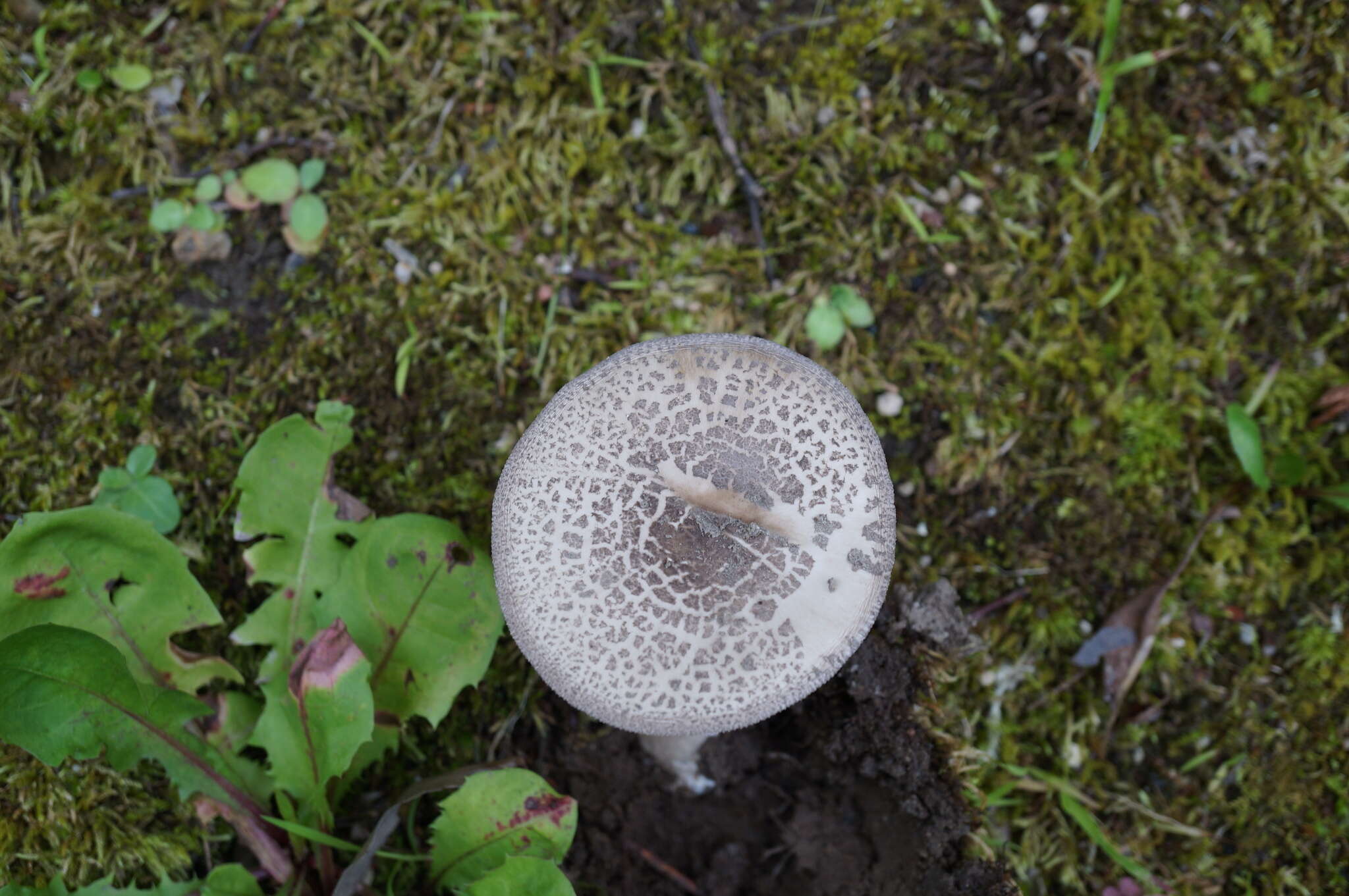 Image of Amanita spissacea S. Imai 1933