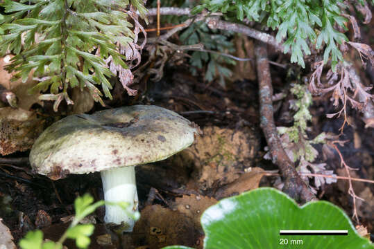 Image of Russula umerensis McNabb 1973