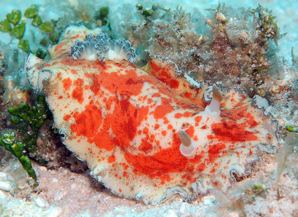 Image de Platydoris cinereobranchiata Dorgan, Valdés & Gosliner 2002