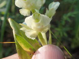 Image of Pterygodium pentherianum Schltr.