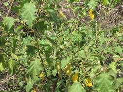 Image of Solanum ferrugineum Jacq.