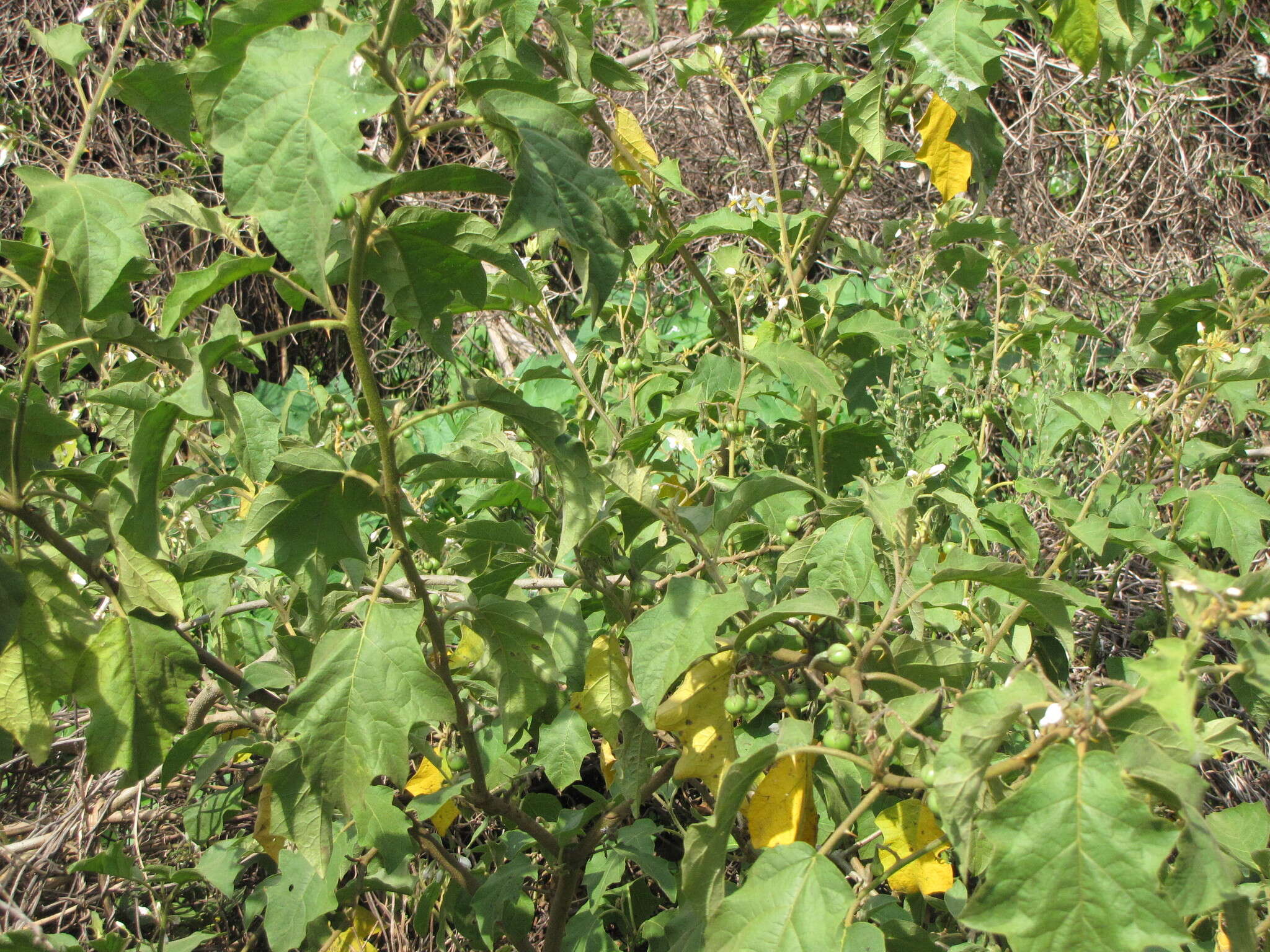 Image of Solanum ferrugineum Jacq.