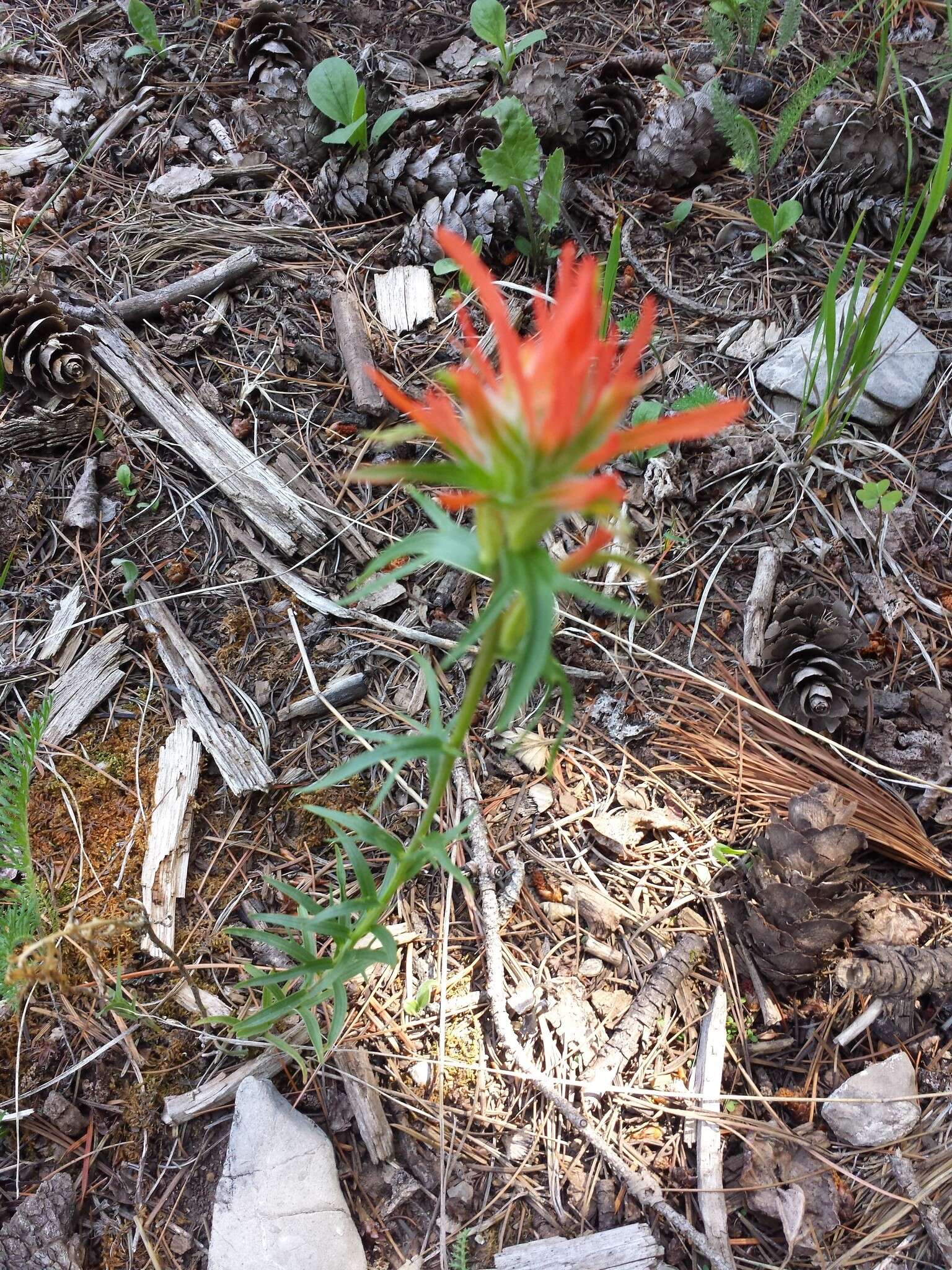 Слика од Castilleja wootonii Standley