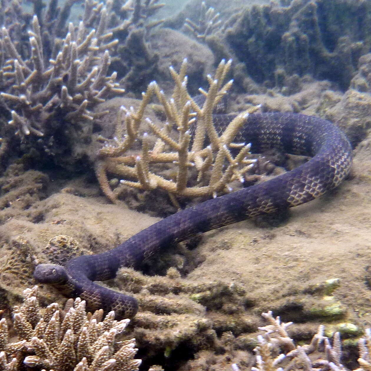 Image of Reef shallows seasnake