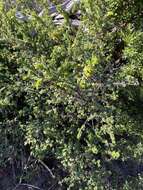 صورة Pimelea serpyllifolia subsp. serpyllifolia