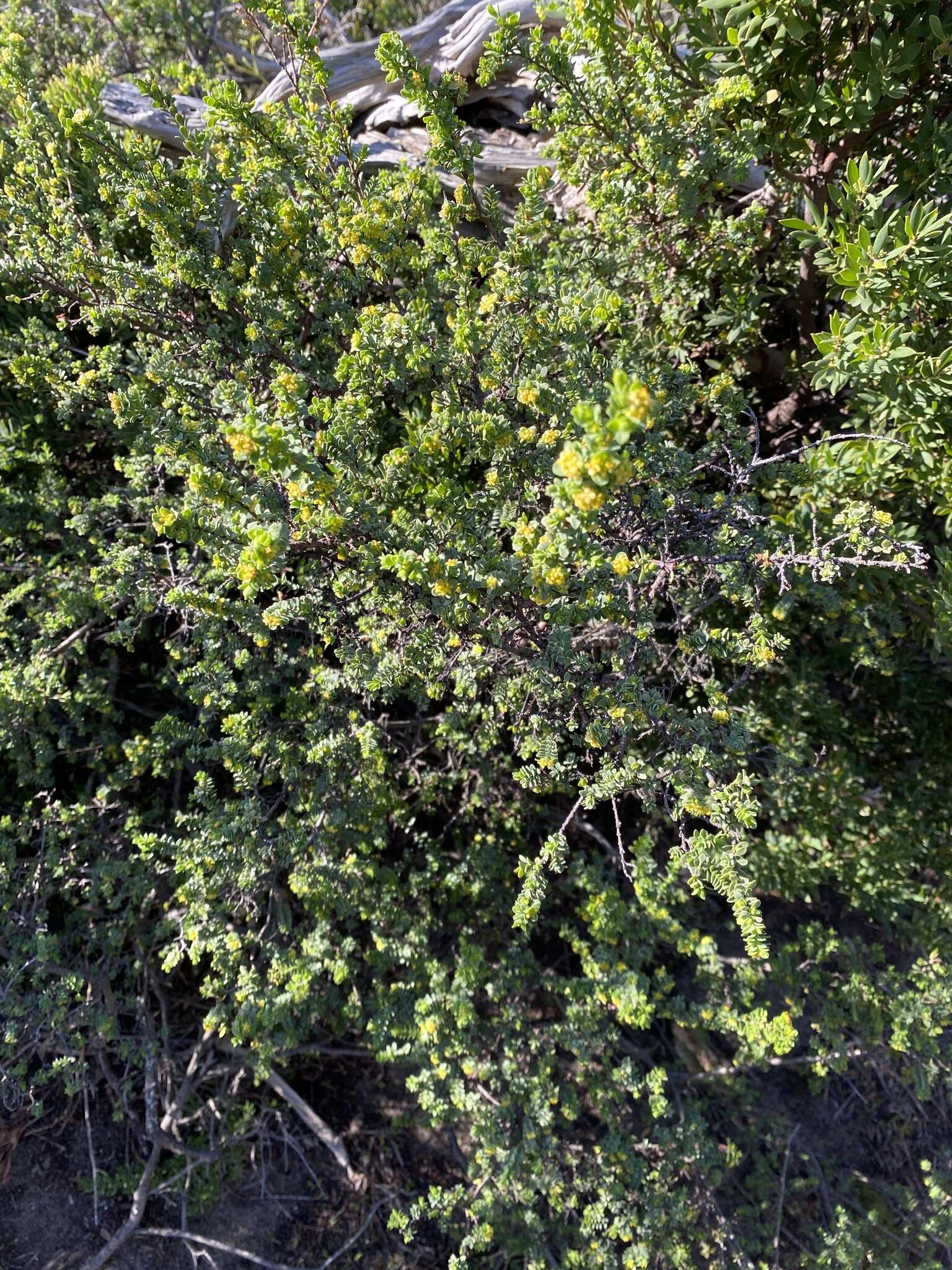 Image of Pimelea serpyllifolia subsp. serpyllifolia