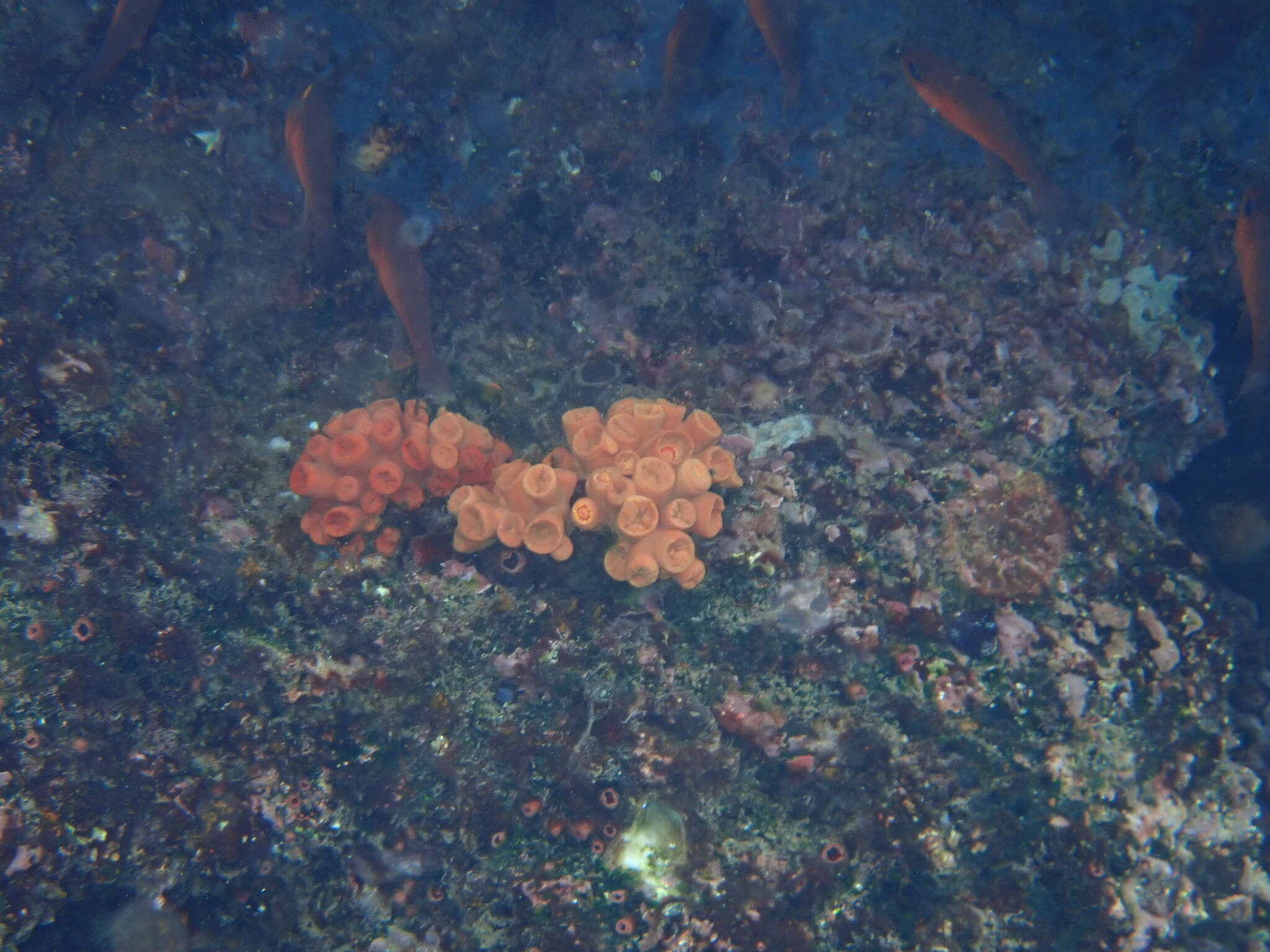 Image of Tubastraea tagusensis Wells 1982