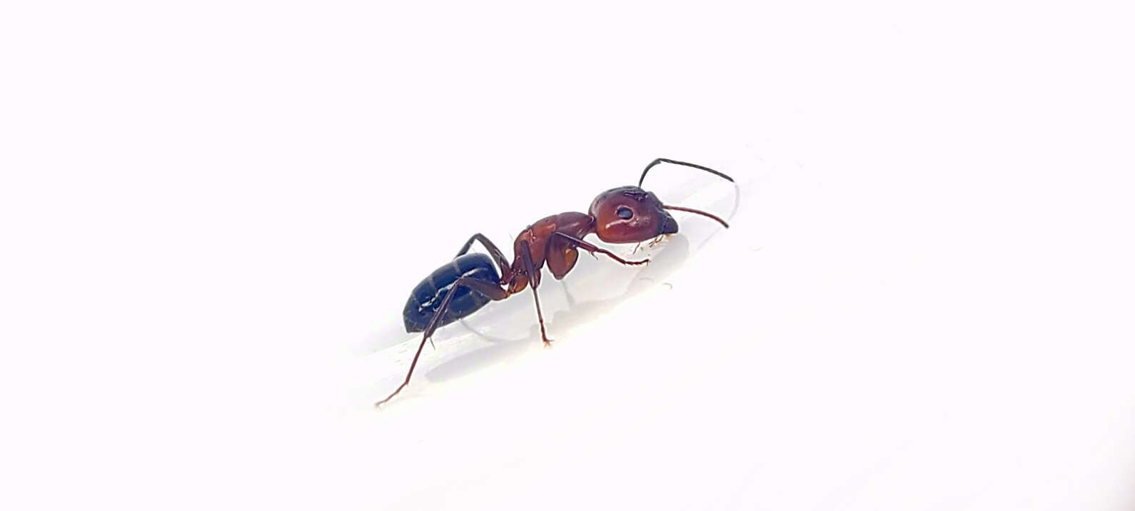 Image of Camponotus discolor (Buckley 1866)