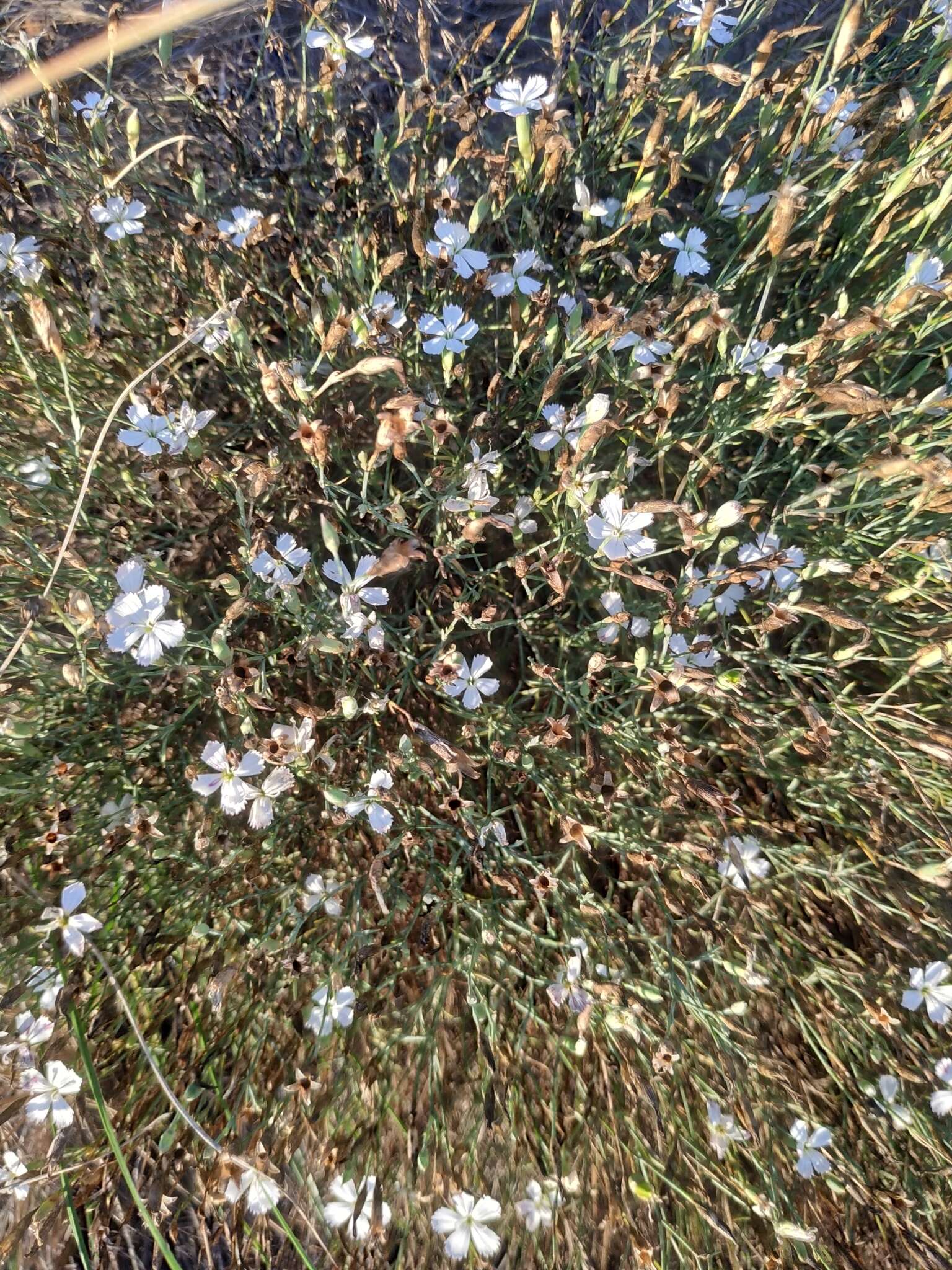 Image of Dianthus ramosissimus Pall. ex Poir.