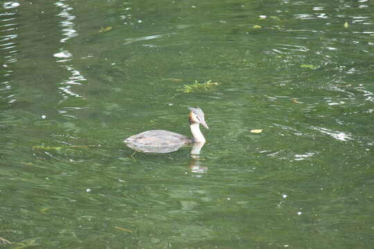 Image of Podiceps cristatus cristatus (Linnaeus 1758)