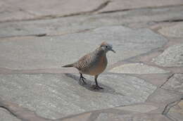 Image of Zebra Dove