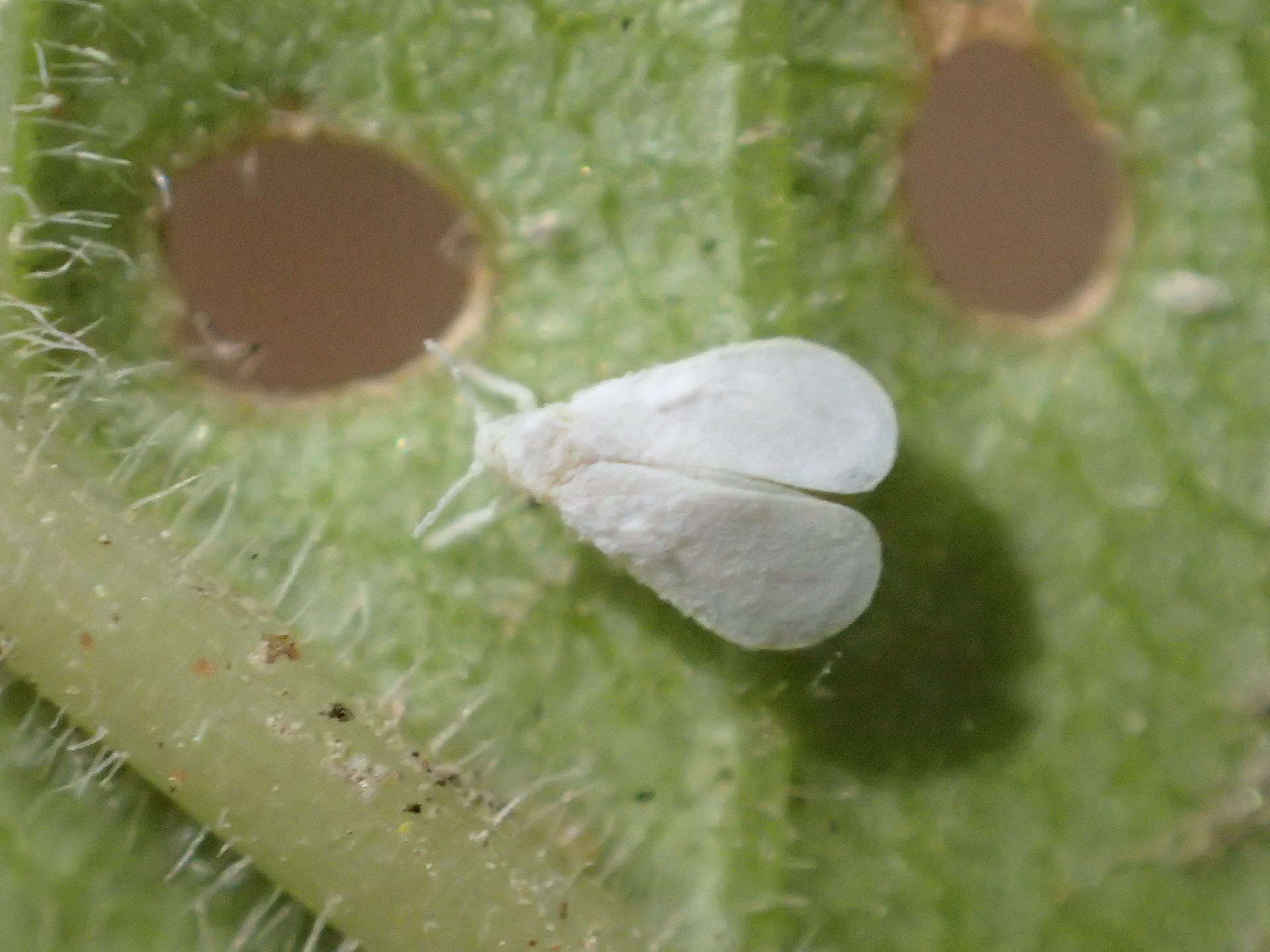 Plancia ëd Siphoninus