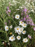 صورة Boltonia asteroides var. latisquama (A. Gray) Cronq.