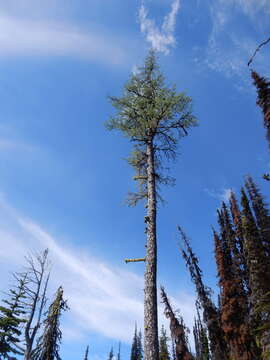 Image of Alpine Larch