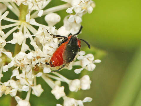 Image of Poison Ivy Sawfly