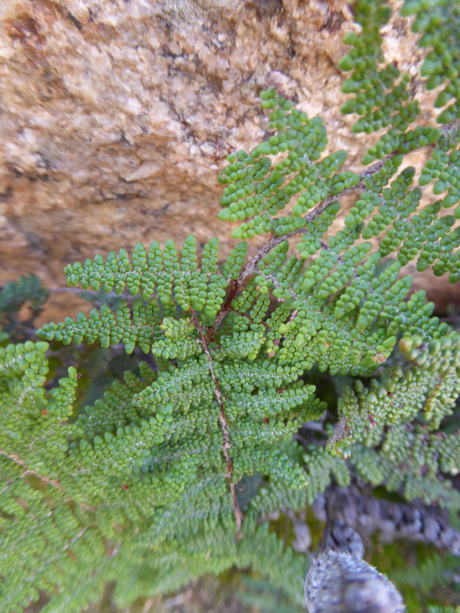 Image of Cleveland's lipfern