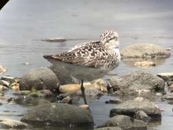 Image of Nordmann's Greenshank