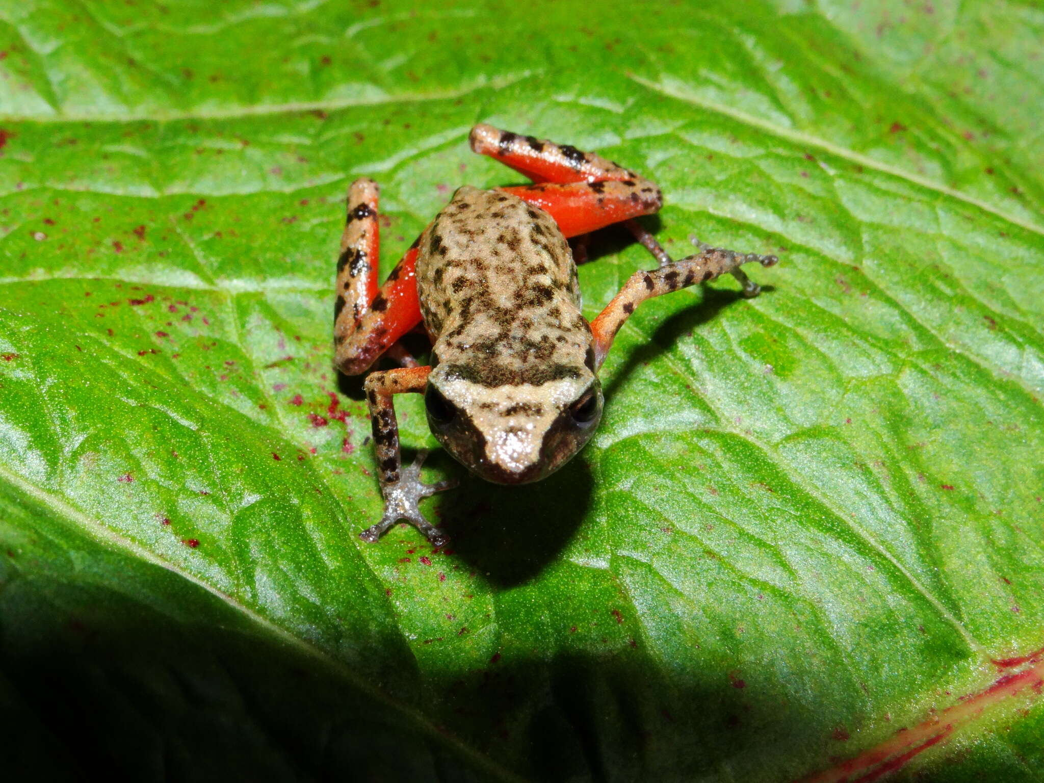 Image of Eleutherodactylus jaliscoensis Grünwald, Reyes-Velasco, Franz-Chávez, Morales-Flores, Ahumada-Carrillo, Jones & Boissinot 2018